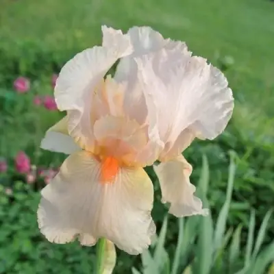 Ирис ПАТИ ДРЕСС бородатый в Гродно