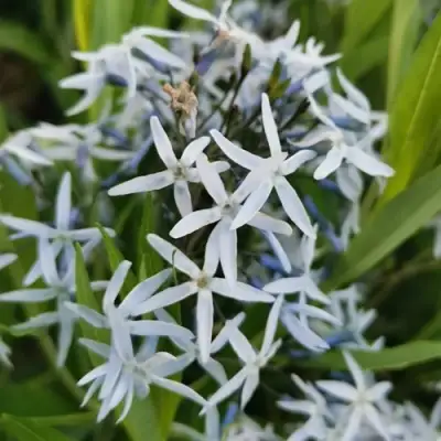 Амсония иволистная в Гродно