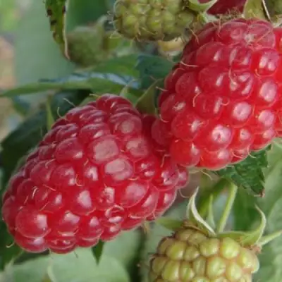 Малина РАДЗИЕВА в Гродно