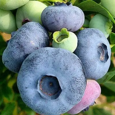 Голубика ПАТРИОТ в Гродно