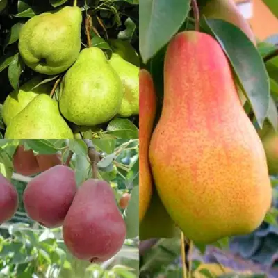 Комплект ГРУШЕВОЕ АССОРТИ в Гродно