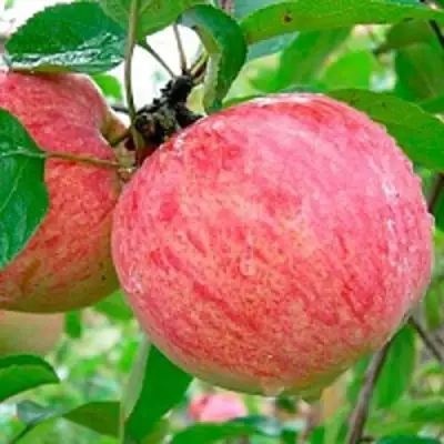 Яблоня КОРИЧНОЕ ПОЛОСАТОЕ в Гродно