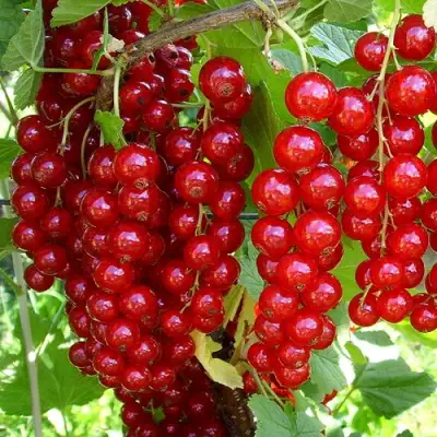 Смородина красная ЙОНКЕР ВАН ТЕТЦ в Гродно