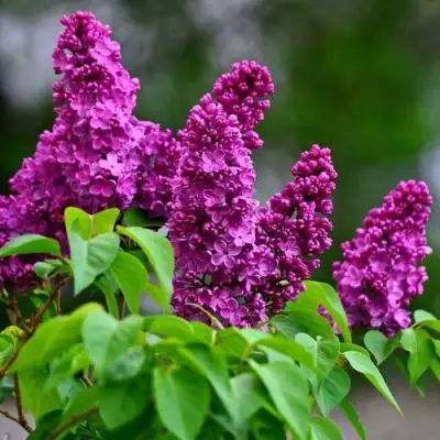 Сирень ДЕНЬ ПОБЕДЫ в Гродно