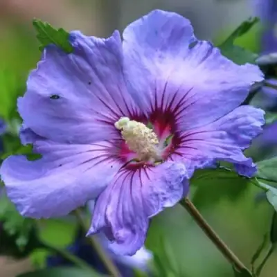 Гибискус МАРИНА сирийский в Гродно