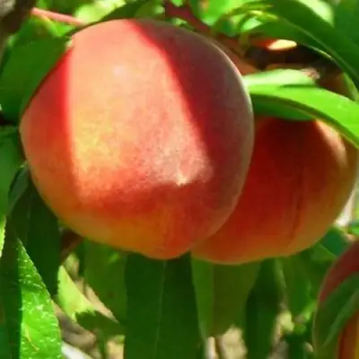 Персик РЕД ХЕВЕН в Гродно