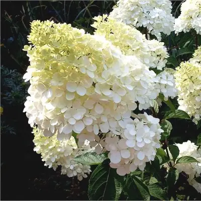 Гортензия ДИАМАНТИНО метельчатая в Гродно