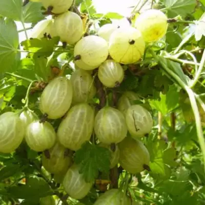 Крыжовник ИНВИКТА в Гродно