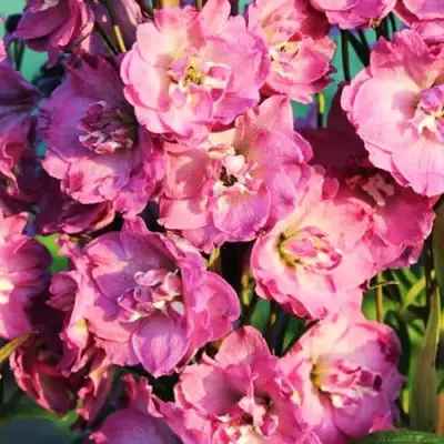 Дельфиниум ДЕЛЬФИС ПИНК ПАУЭ высокий в Гродно