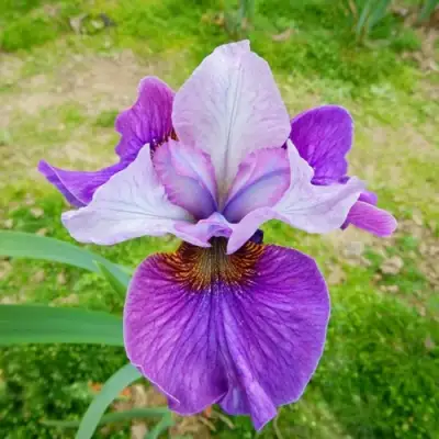 Ирис ЛАЙТ ОВ ХАРТ сибирский в Гродно