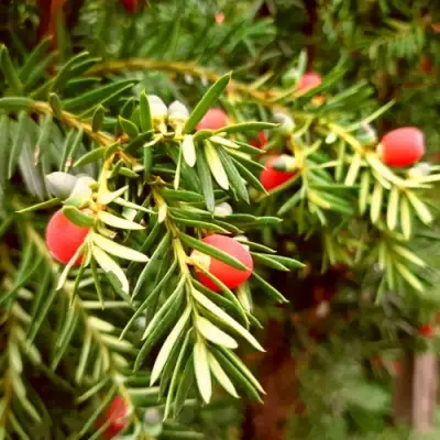 Тис ДАВИД ягодный в Гродно