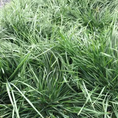 Щучка ГОЛДТАУ дернистая в Гродно