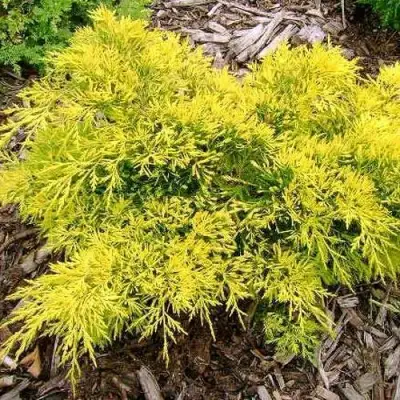 Можжевельник КИНГ ОФ СПРИНГ средний в Гродно