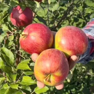 Яблоня ПОСПЕХ в Гродно