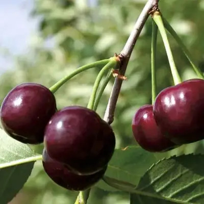 Дюк КСЕНИЯ (ЧЕРЕВИШНЯ) в Гродно