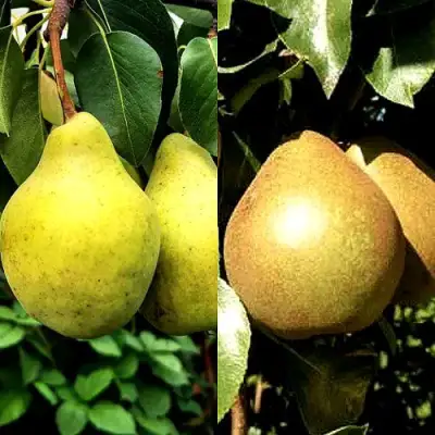 Комплект ДУЭТ в Гродно