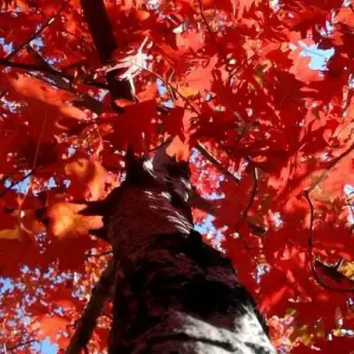 Дуб красный в Гродно