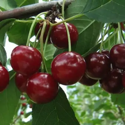 Вишня Память Вавилова