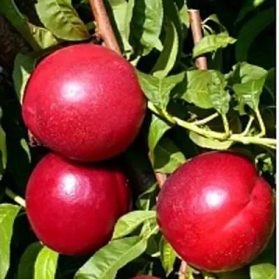 Нектарин ХАРКО в Гродно