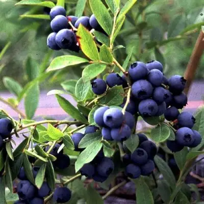 Голубика ДЖЕРСИ в Гродно