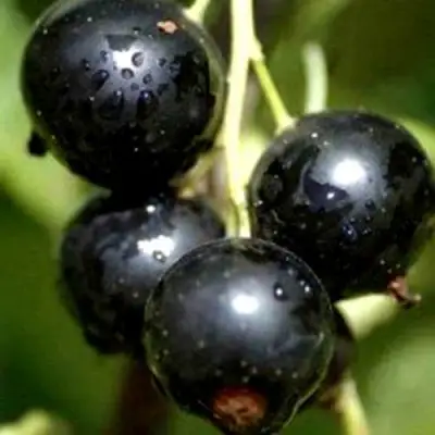 Смородина чёрная ВИНОГРАДНАЯ в Гродно