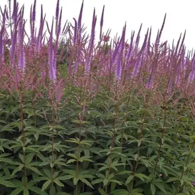 Вероникаструм ФАСЦИНЕЙШН в Гродно