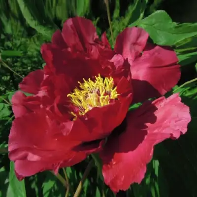 Пион КРАСНЫЙ ЛОТОС древовидный в Гродно