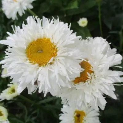 Нивяник КРЕЙЗИ ДЕЙЗИ наибольший в Гродно