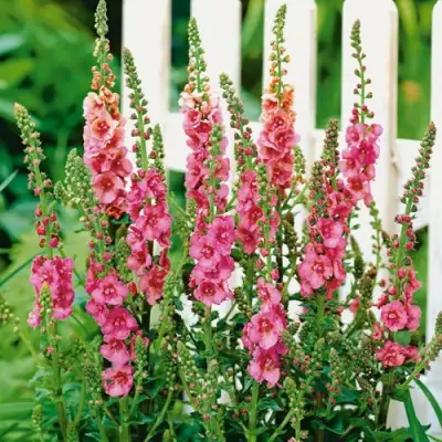 Коровяк ПИНК ДОМИНО гибридный (вербаскум) в Гродно