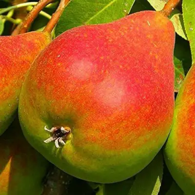 Груша ГЕРА в Гродно