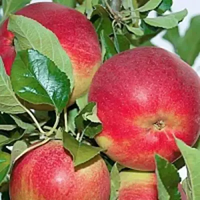 Яблоня СЕНАТОР колонновидная в Гродно