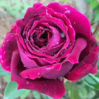 Роза РОЯЛ ПАЛАС японская в Гродно