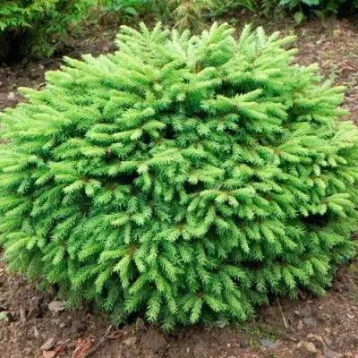 Ель НИДИФОРМИС обыкновенная в Гродно