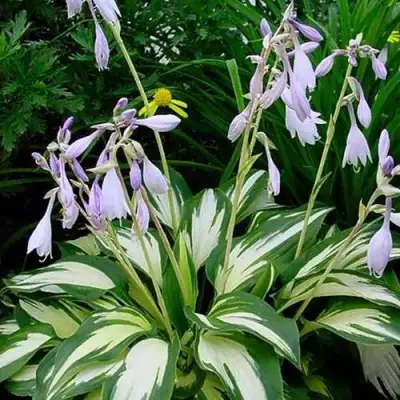 Хоста КРИСМАС КЭНДИ гибридная в Гродно