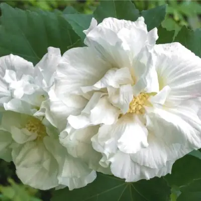 Гибискус АДМИРАЛ ДЕВЕЙ сирийский в Гродно