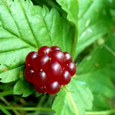 Княженика ЭЛПЕ в Гродно