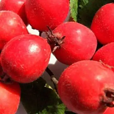 Боярышник КРУПНОПЛОДНЫЙ в Гродно