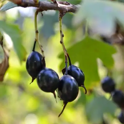 Смородина золотистая ДУСТЛИК в Гродно