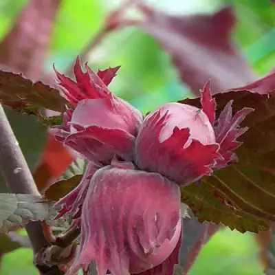 Фундук КАРДИНАЛ в Гродно