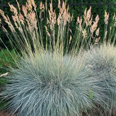 Овсянница ЭЛАЙДЖА БЛЮ в Гродно