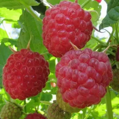 Малина НОВОСТЬ КУЗЬМИНА в Гродно