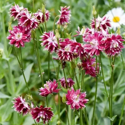 Аквилегия БАРЛОУ НОРА гибрид МакКаны в Гродно