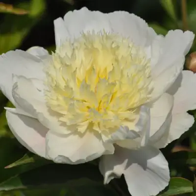 Пион ЗОЛОТАЯ ШПИЛЬКА травянистый в Гродно