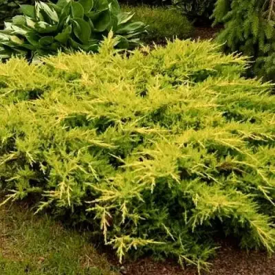 Можжевельник МОРДИГАН ГОЛД средний в Гродно