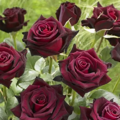 Роза БЛЭК БАККАРА чайно-гибридная в Гродно