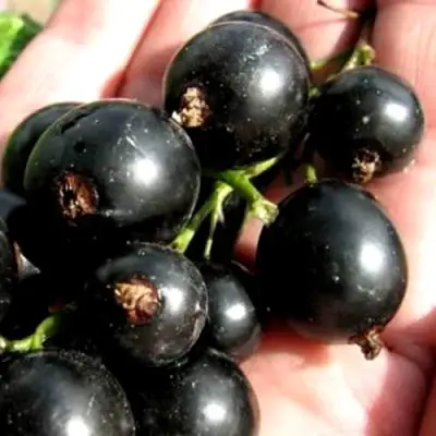 Смородина чёрная ЧЕРЕШНЁВАЯ в Гродно