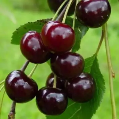 Вишня ЛАСУХА в Гродно