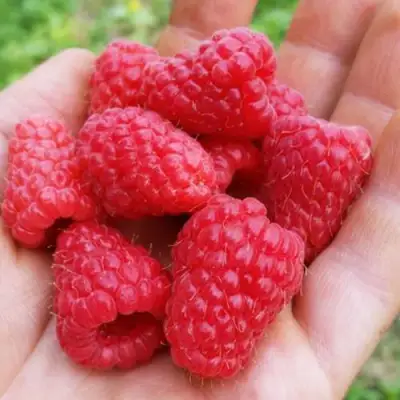 Малина ТУЛАМИН в Гродно