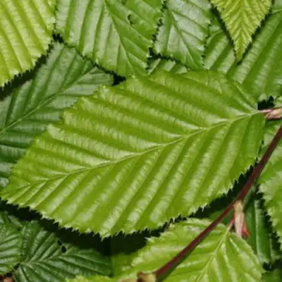 Граб японский в Гродно