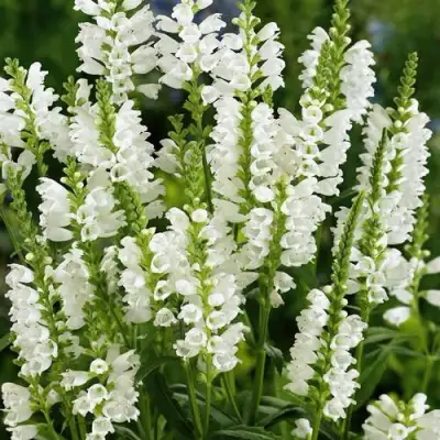 Физостегия АЛЬБА виргинская в Гродно